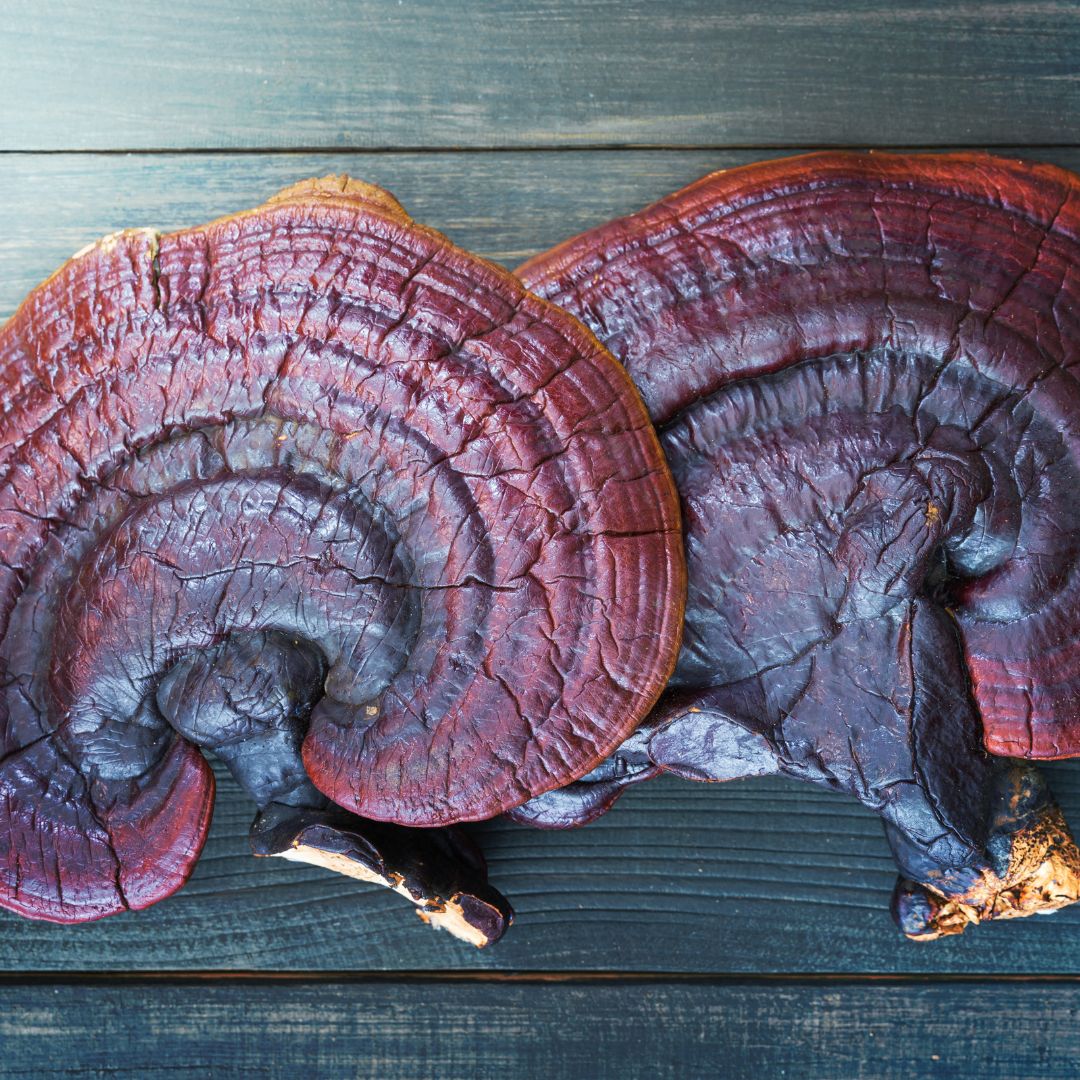 The Cognitive Benefits of Reishi Mushroom: Nature’s Brain Booster