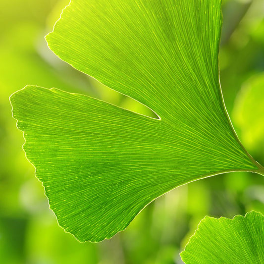 Ginkgo Biloba: The Natural Solution for Enhanced Cognitive Function