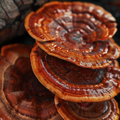 Reishi Mushroom