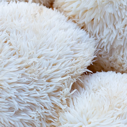 Lion's Mane Mushroom